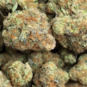 Girl Scout Cookies (GSC) Cannabis Strain – Potent, Balanced